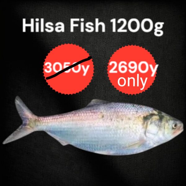 Hilsa Fish 1200 G