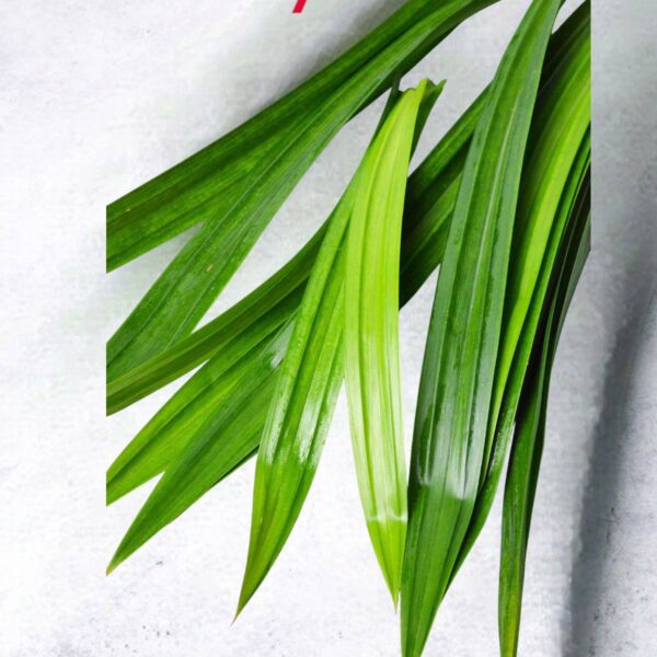 Pandan/Rampe