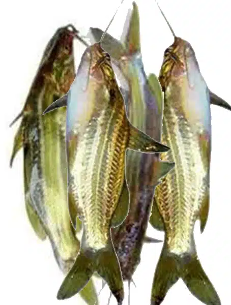 Small Tangra Block  250g
