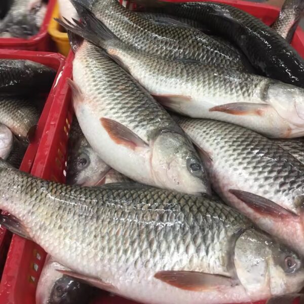 Rhui Fish block ( 7-10 ) Pcs Standard Size