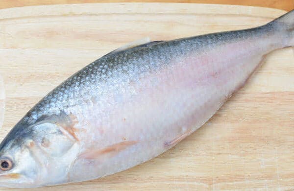 Hilsa Fish 1200G (1100-1200g)