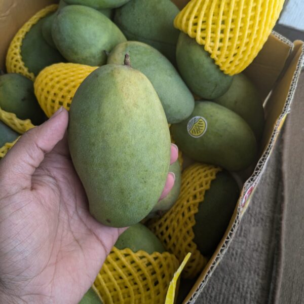 Green mango Sour & sweet 1kg