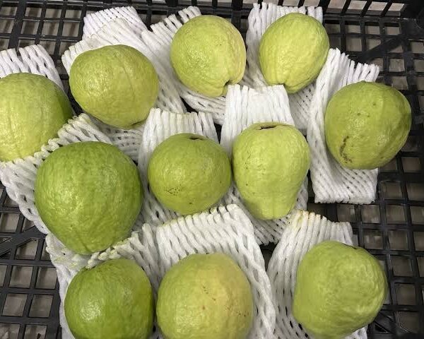 Fresh Guava 500g