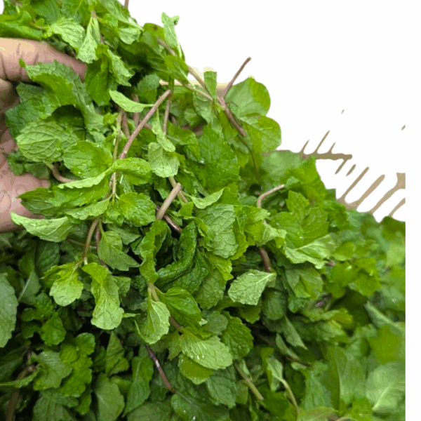 Mint leaf 50G( Garden Fresh)