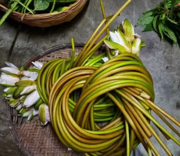 Shapla Fresh 500g (Lily)