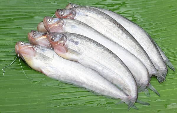 Fresh Pabda fish 500G