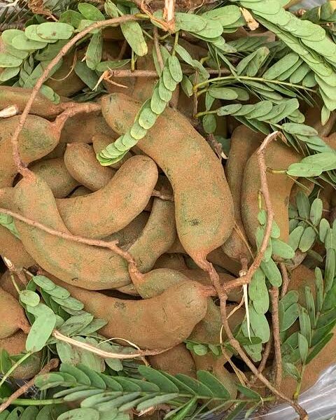 Fresh Tamarind 500g (Tetul)