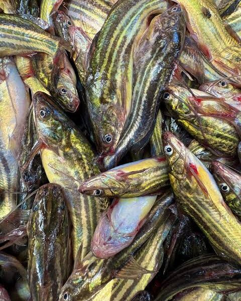 Fresh Tangra fish 500G