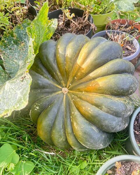 Fresh Pumpkin 4kg+