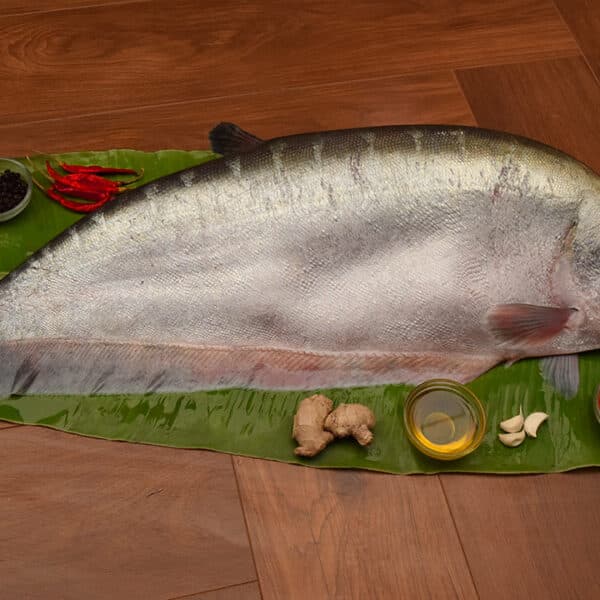 Chitol Fish Whole Cut( 3kg+)