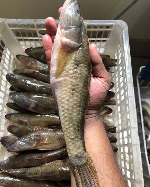 Fresh Baila fish 500G