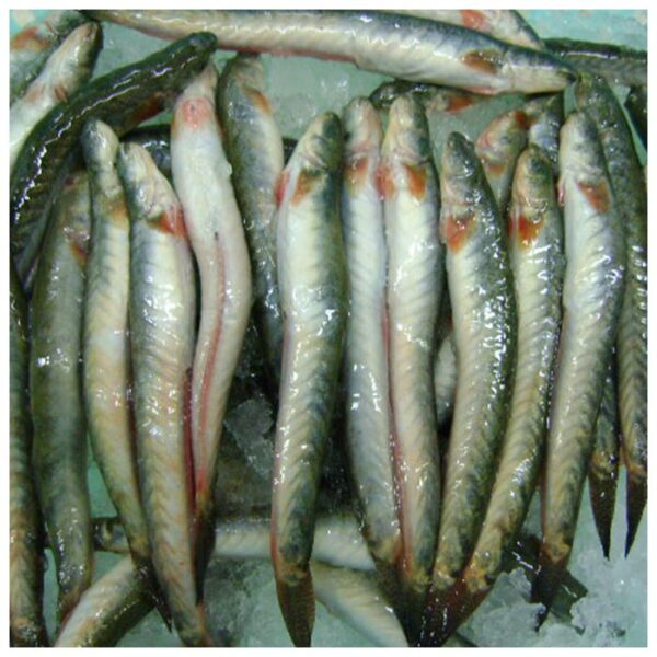 chiring fish 500G