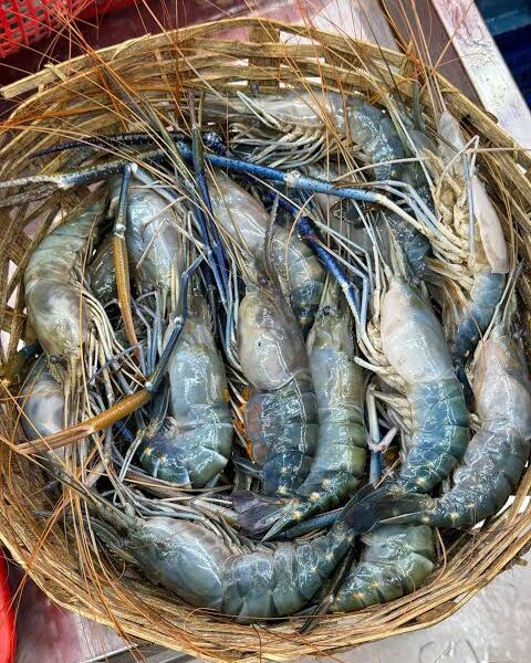 Fresh Golda Shrimp 500G( 8-9 piece)s)