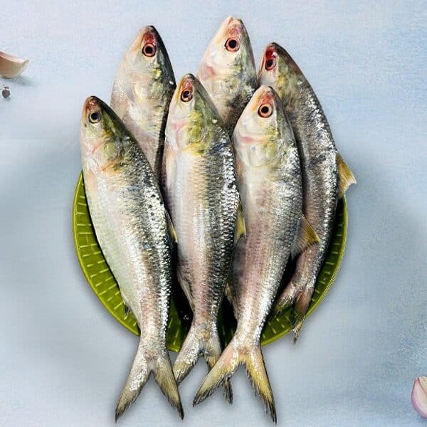 Hilsa Fish 500-600G